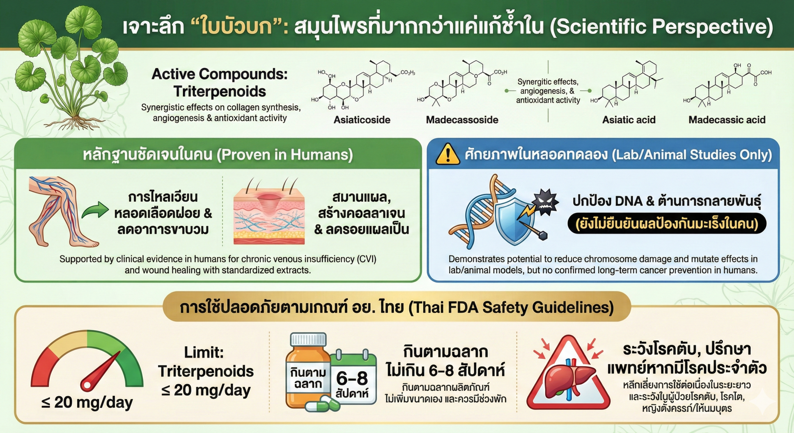 ใบบัวบก สารสกัดใบบัวบก: งานวิจัย ขนาดรับประทาน อย.ไทย และความปลอดภัย